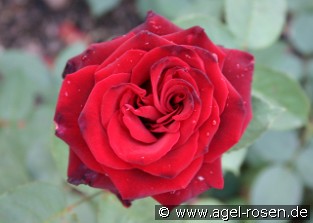 Mildred Scheel
