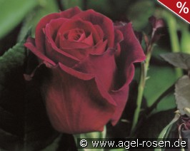 Mildred Scheel