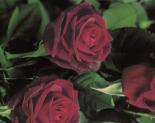 Mildred Scheel kaufen Edelrose AGEL ROSEN