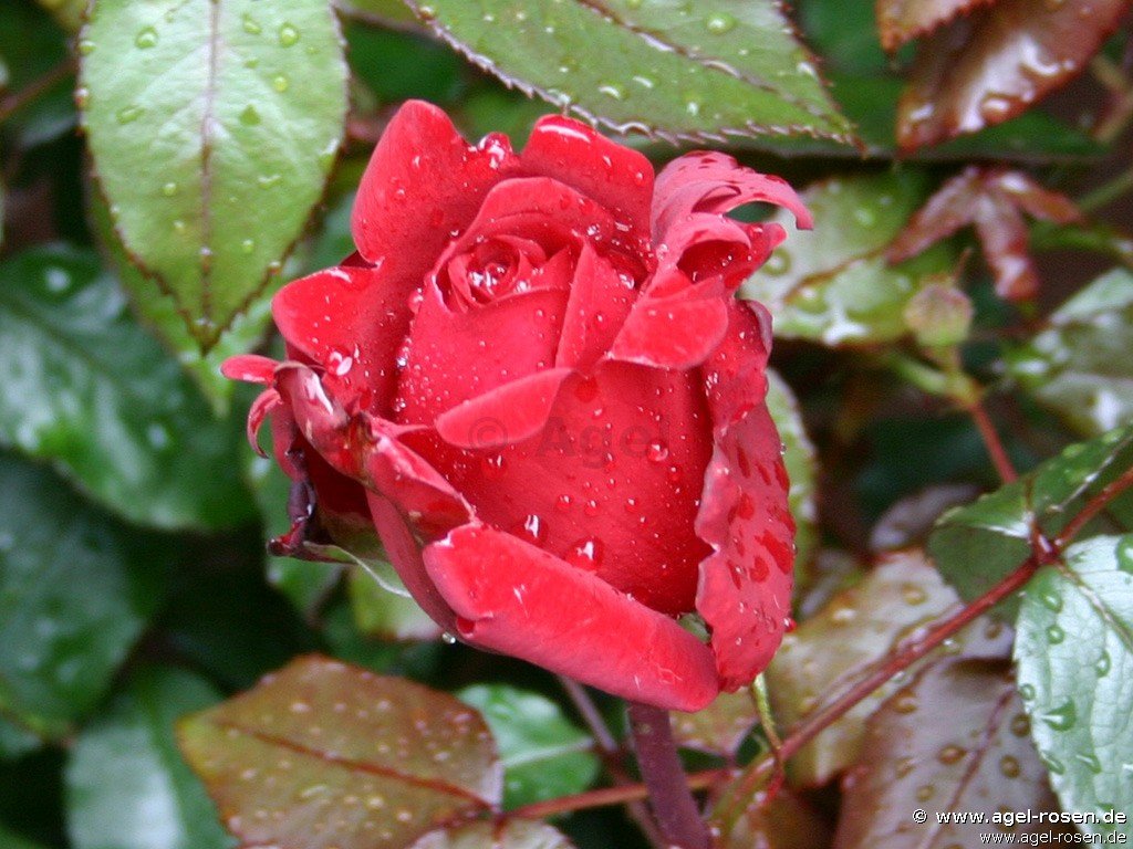 Rose ‘Miss Schweiz‘ (2-Liter Biotopf)