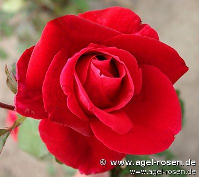 Rose ‘Mister Lincoln‘ (wurzelnackte Rose)