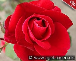 Mister Lincoln kaufen, clicken für mehr Details Mister Lincoln