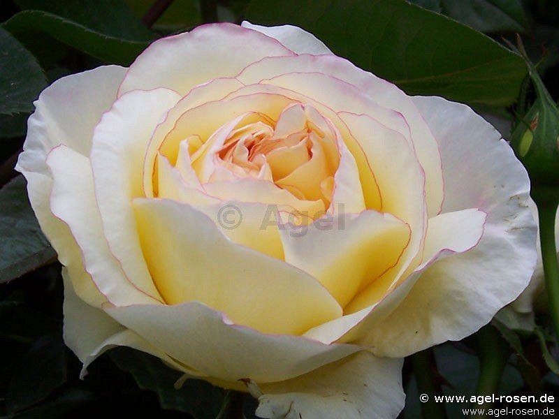 Rose ‘Mitsouko‘ (wurzelnackte Rose)