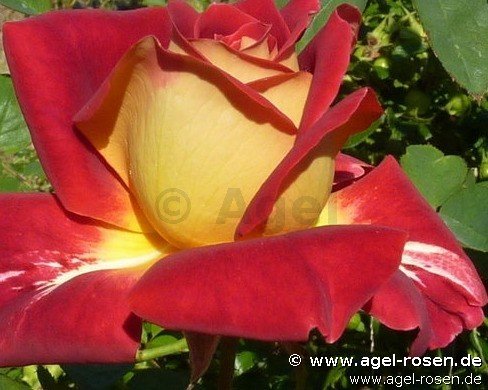 Rose ‘Monte Carlo Country Club‘ (wurzelnackte Rose)