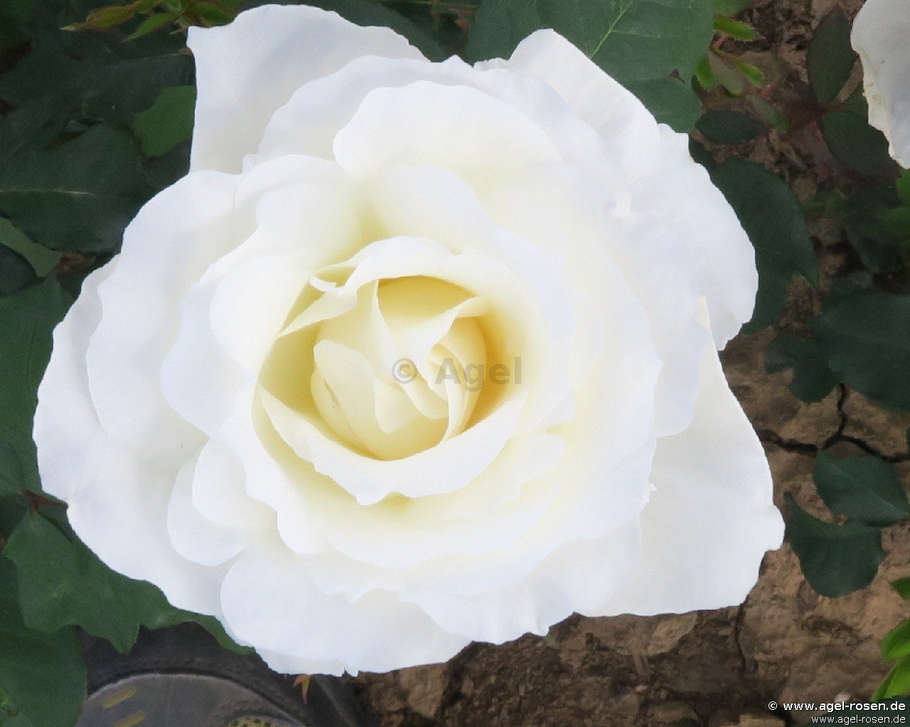 Rose ‘Mount Shasta‘ (wurzelnackte Rose)