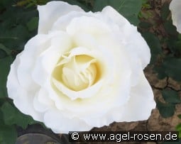 Mount Shasta kaufen, clicken für mehr Details Mount Shasta