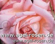 Rose ‘New Zealand‘ (2-Liter Biotopf)