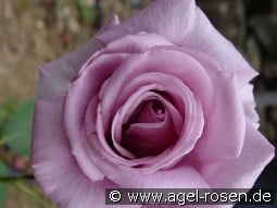 Nil Bleu kaufen, clicken für mehr Details Nil Bleu