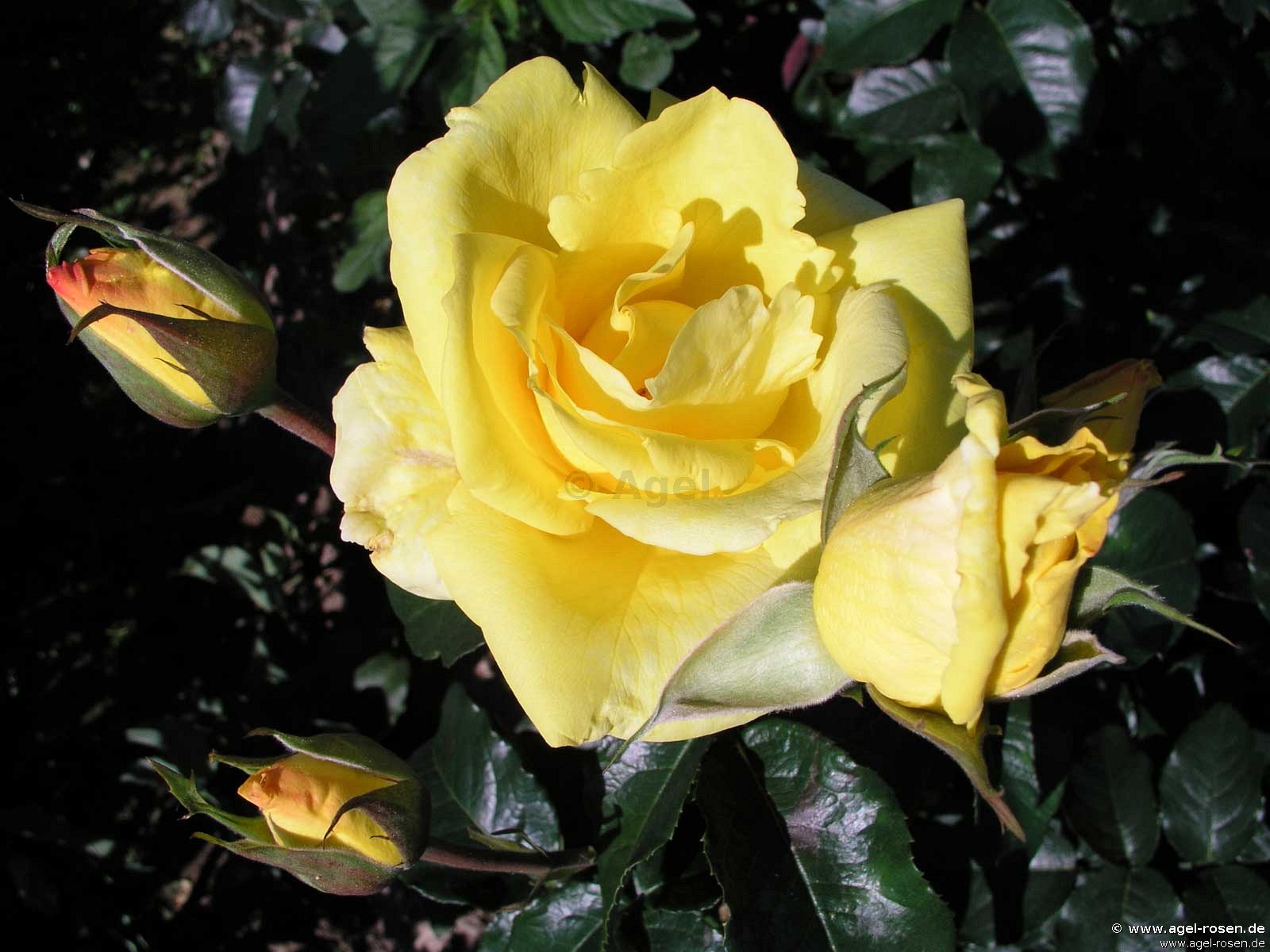 Rose ‘O Sole Mio‘ (wurzelnackte Rose)