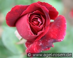 Oklahoma kaufen, clicken für mehr Details Oklahoma