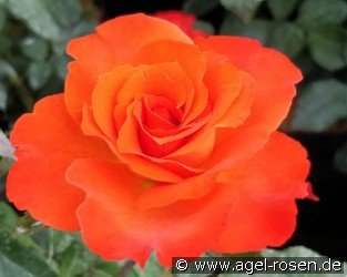 Orange Passion
