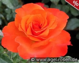 Orange Passion kaufen, clicken für mehr Details Orange Passion