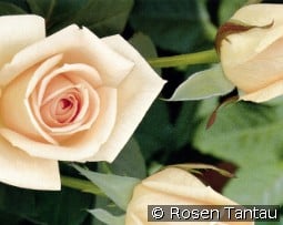Osiana kaufen, clicken für mehr Details Osiana