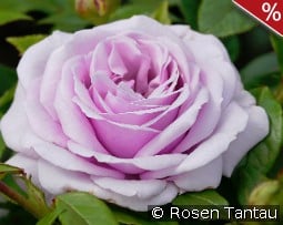 Pacific Blue kaufen, clicken für mehr Details Pacific Blue