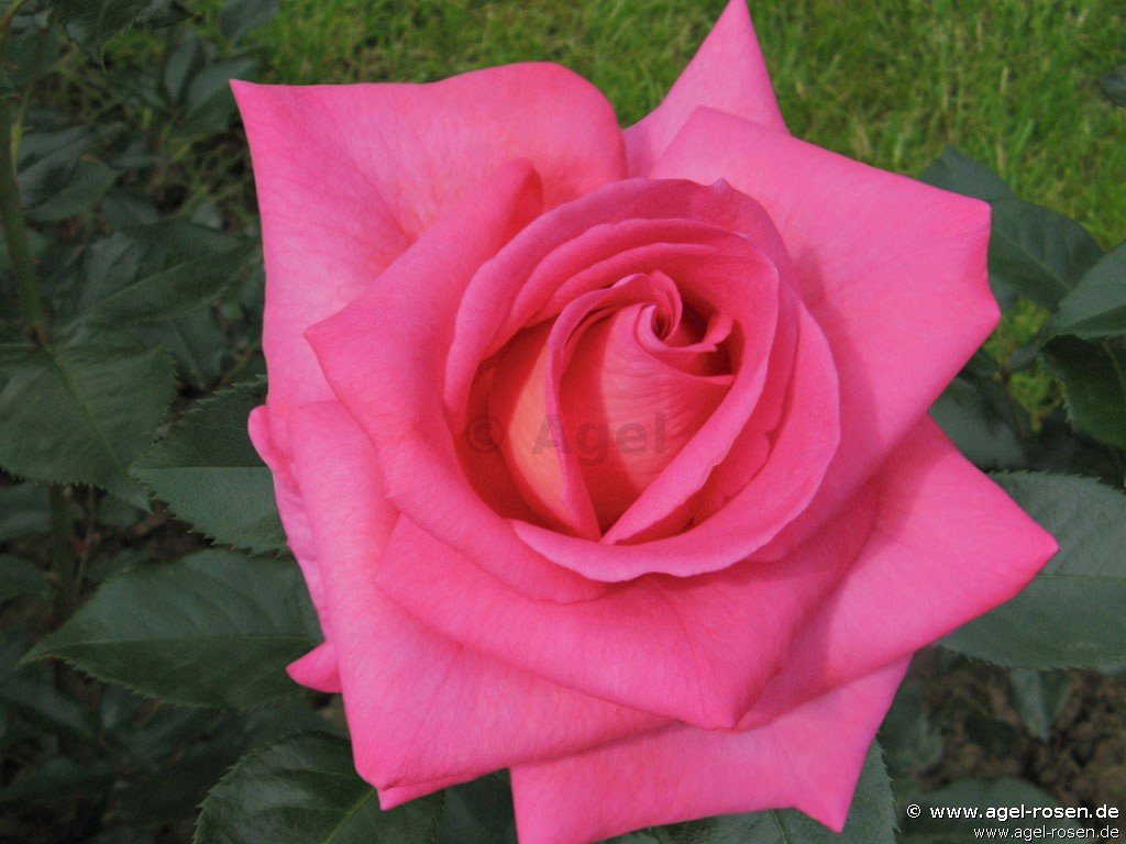 Rose ‘Parfum Royal‘ (2-Liter Biotopf)