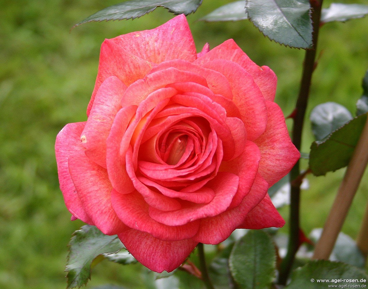 Rose ‘Parfum de Grasse‘ (wurzelnackte Rose)