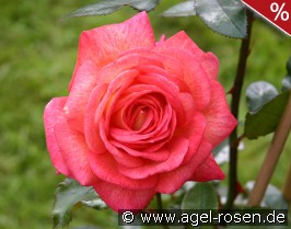 Parfum de Grasse