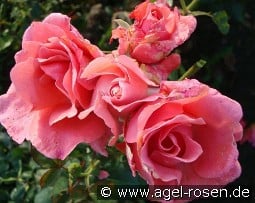 Paris d'Yves Saint Laurent kaufen, clicken für mehr Details Paris d'Yves Saint Laurent