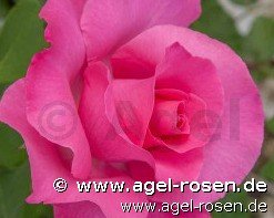 Rose ‘Paul McCartney Rose‘ (5-Liter Topf)