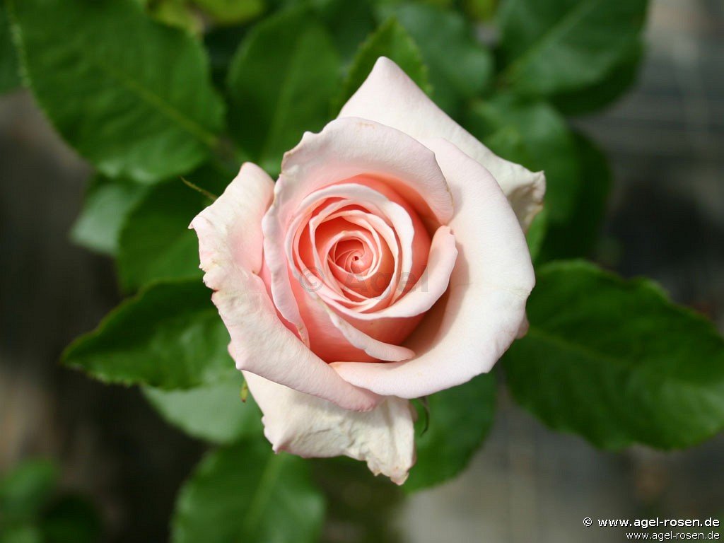 Rose ‘Paul Ricard‘ (5-Liter Topf)