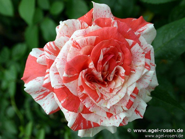 Rose ‘Philatelie‘ (wurzelnackte Rose)