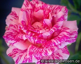 Pink Intuition