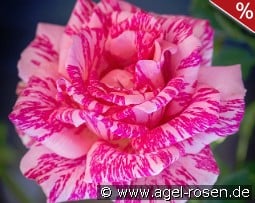 Pink Intuition kaufen, clicken für mehr Details Pink Intuition