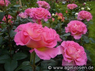 Pink Paradise
