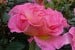 Pink Paradise