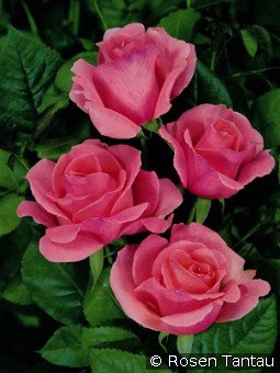 Piroschka kaufen, clicken für mehr Details Piroschka