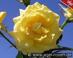 President Armand Zinsch kaufen, clicken für mehr Details President Armand Zinsch