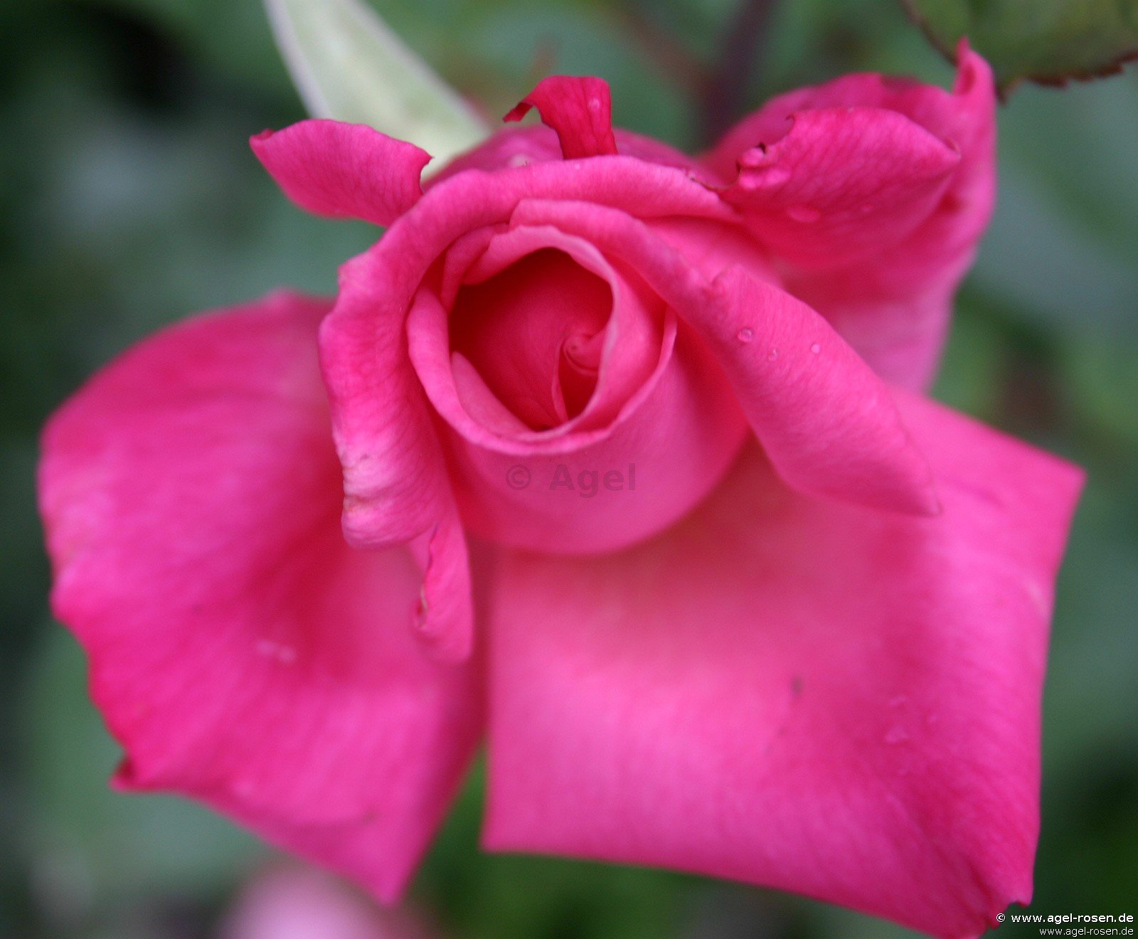 Rose ‘Prima Ballerina‘ (wurzelnackte Rose)