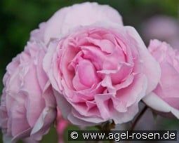 Princess Claire of Belgium kaufen, clicken für mehr Details Princess Claire of Belgium