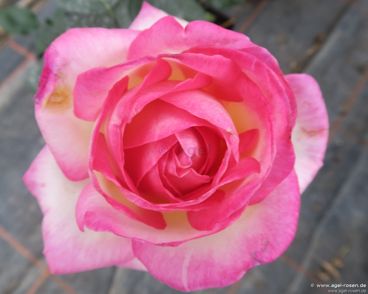 Rose ‘Princess de Monaco‘ (wurzelnackte Rose)