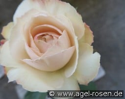 Princesse Astrid de Belgique kaufen, clicken für mehr Details Princesse Astrid de Belgique