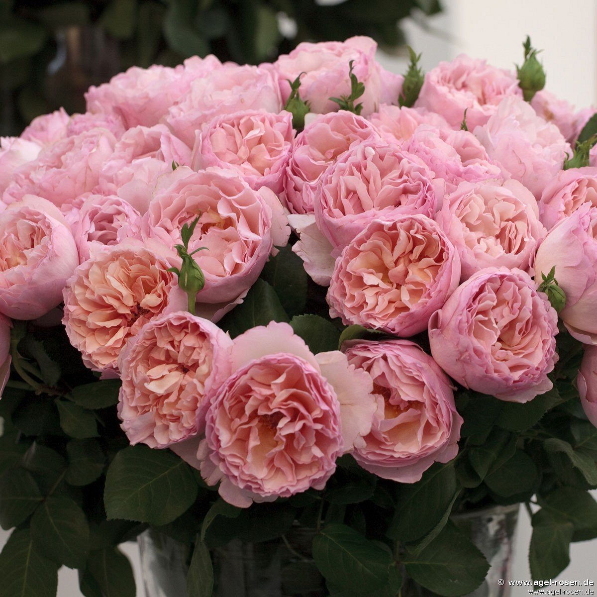 Rose ‘Princesse Charlene de Monaco syn. Duftjuwel‘ (5-Liter Topf)