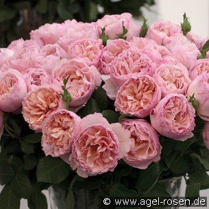 Edelrose-Princesse-Charlene-de-Monaco-syn-Duftjuwel-84374.jpg