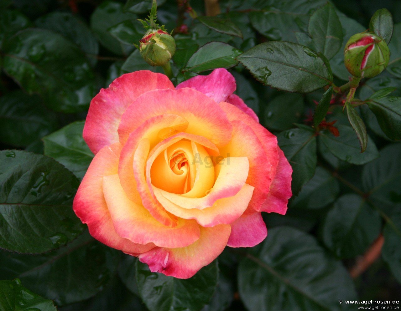 Rose ‘Pullman Orient Express syn Oriental Peace‘ (wurzelnackte Rose)