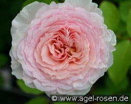 Ragazza kaufen, clicken für mehr Details Ragazza