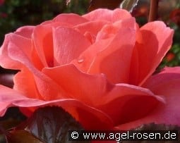 Rainy Day kaufen, clicken für mehr Details Rainy Day