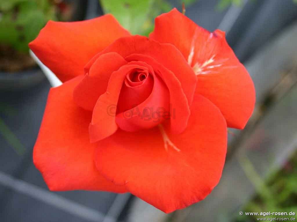 Rose ‘Rakete‘ (2-Liter Biotopf)