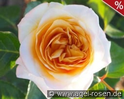 Rallye des Gazelles kaufen, clicken für mehr Details Rallye des Gazelles