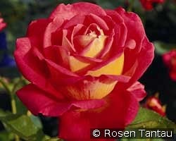 Rebecca kaufen, clicken für mehr Details Rebecca