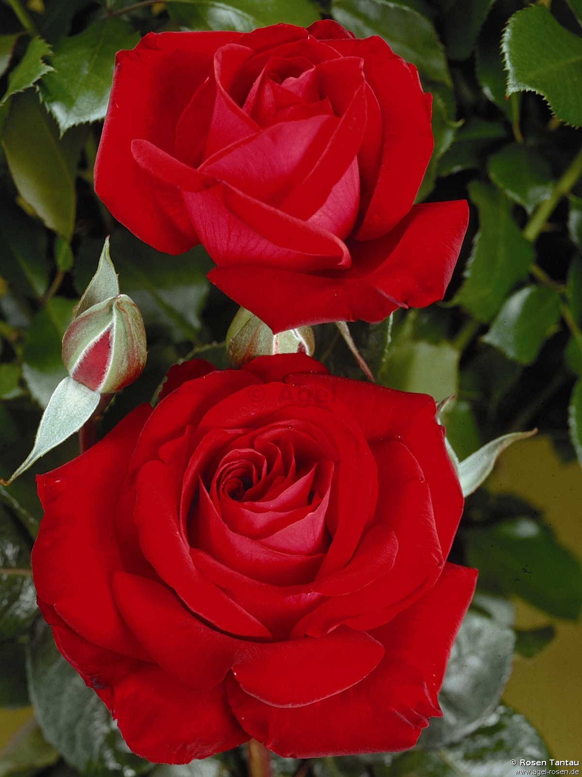 Rose ‘Red Brokat‘ (2-Liter Biotopf)