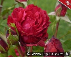 Red Intuition kaufen, clicken für mehr Details Red Intuition