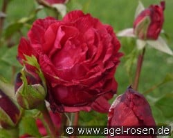 Red Intuition kaufen, clicken für mehr Details Red Intuition