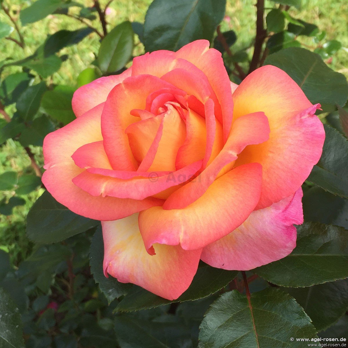 Rose ‘Roberto Alagna‘ (wurzelnackte Rose)