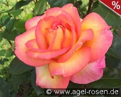 Roberto Alagna kaufen, clicken für mehr Details Roberto Alagna