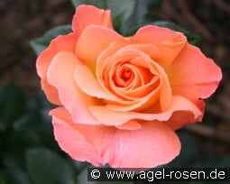 Rosemary Harkness kaufen, clicken für mehr Details Rosemary Harkness