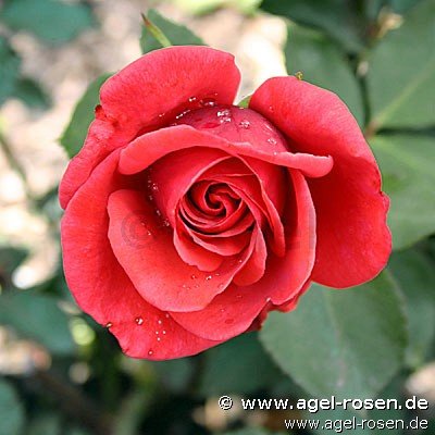 Rose ‘Roter Stern‘ (wurzelnackte Rose)